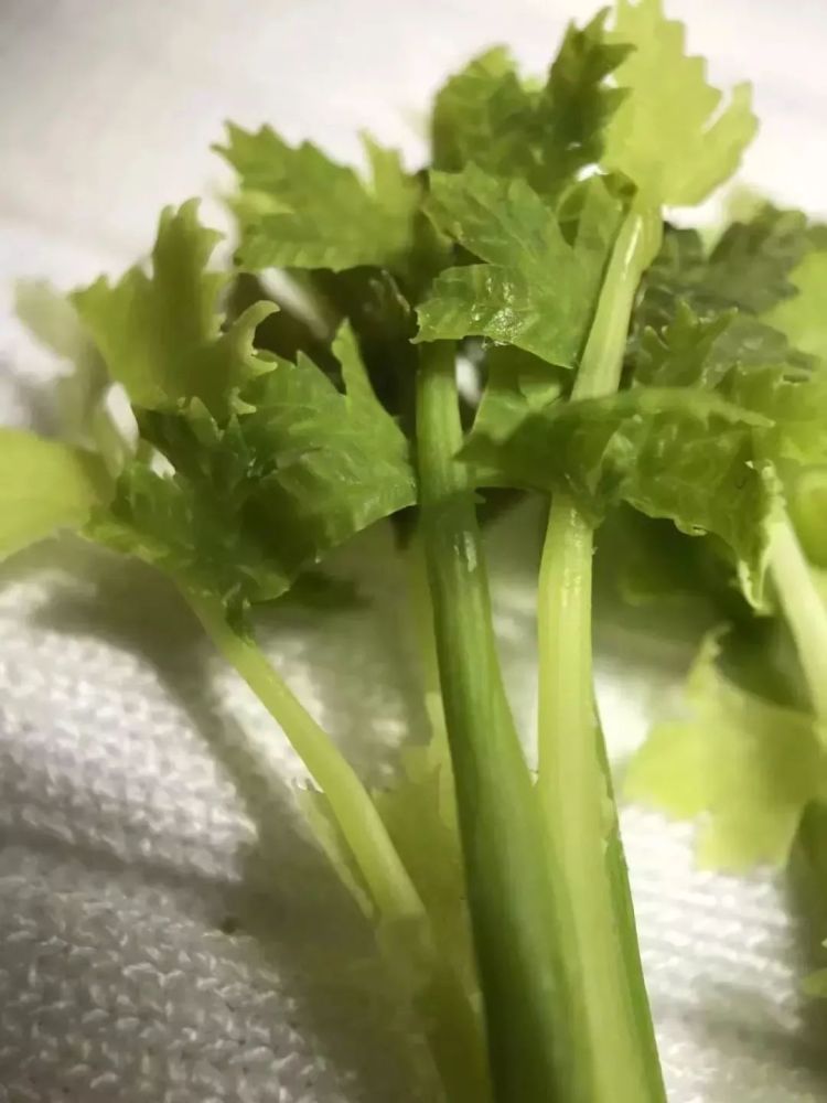 最后黏贴组成在芹菜茎上