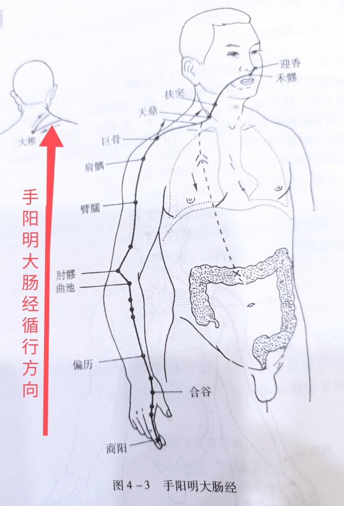 中医十二经络 手阳明大肠经经络走向和对应的各种因素