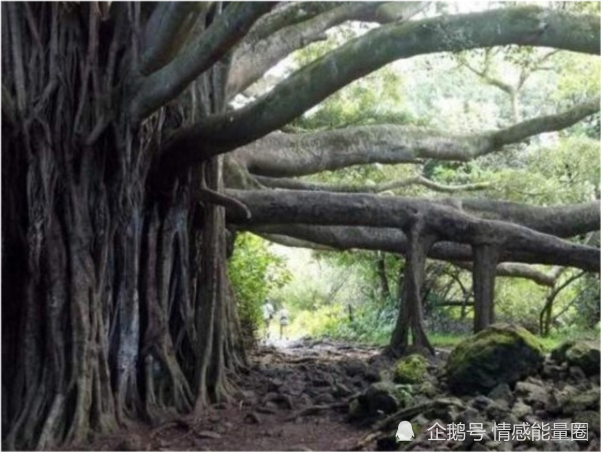 据说食人树是一棵比较可怕又神奇的植物,进食方式更是奇特至极,人只能