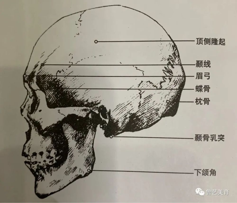 颞骨从侧面看,它在顶骨,额骨下方与枕骨也形状.