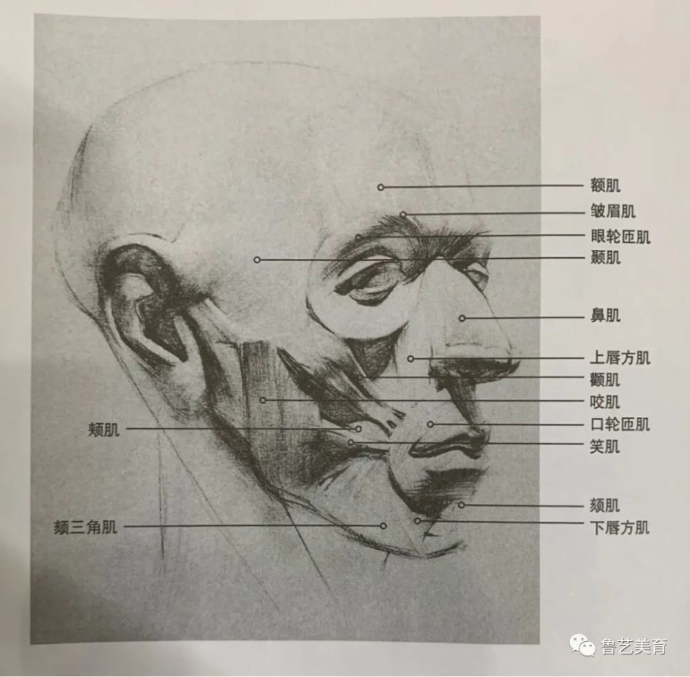 素描头部结构与面部五官结构的剖析