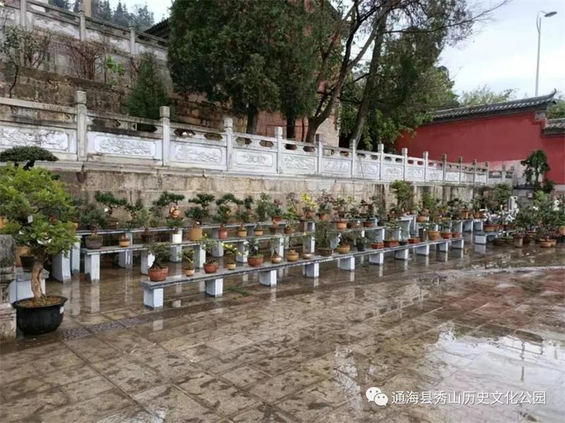 2月11日-2月18日 地点:通海文庙广场 文庙广场共计摆放精品"小盆景"