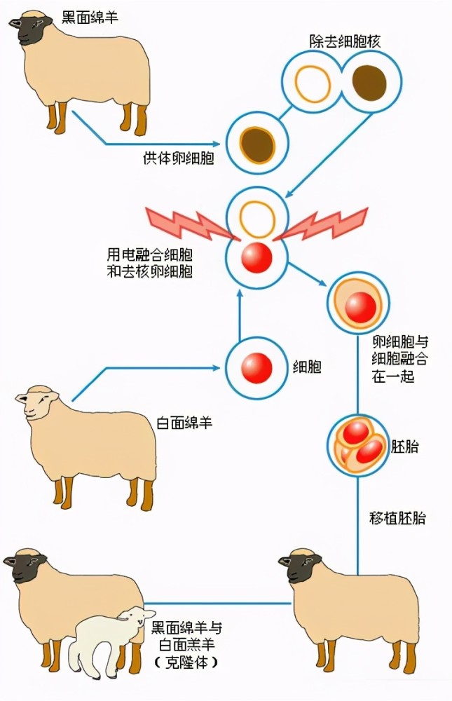为什么现在再不提克隆人?看看克隆羊多莉的一生,也许你就会明白