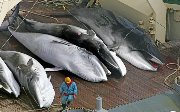 日本人真那么爱吃鲸鱼肉原来我们都被骗了捕鲸只是一个幌子