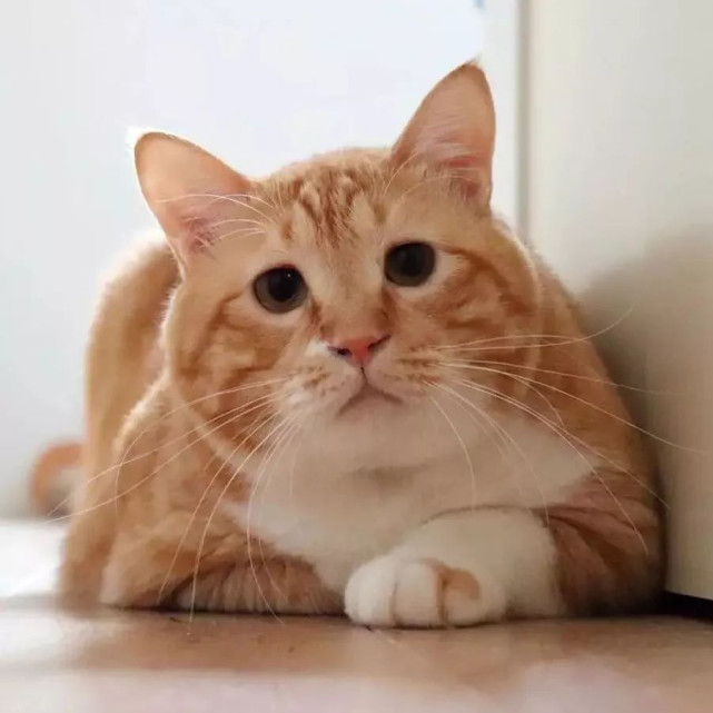 头像过年啦又丧又肥的橘猫驾到