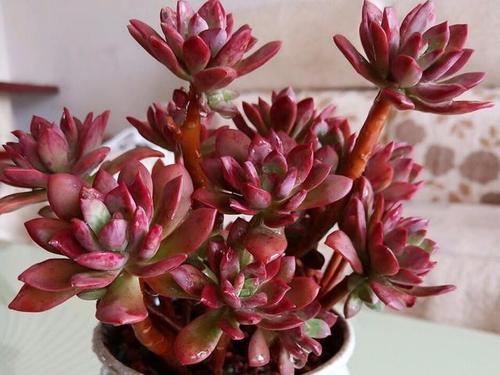 5种高颜值多肉,易徒长"穿裙子",新手花友慎养!