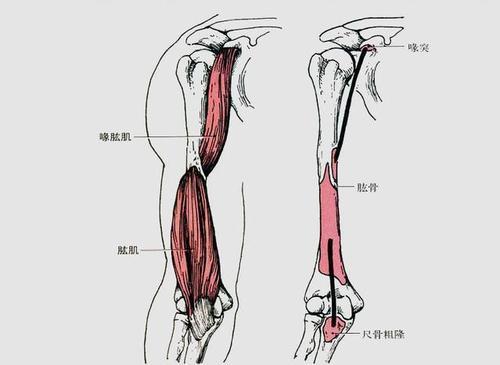起点肱骨前面下半部分,止点尺骨粗隆和冠突. 肱肌的作用