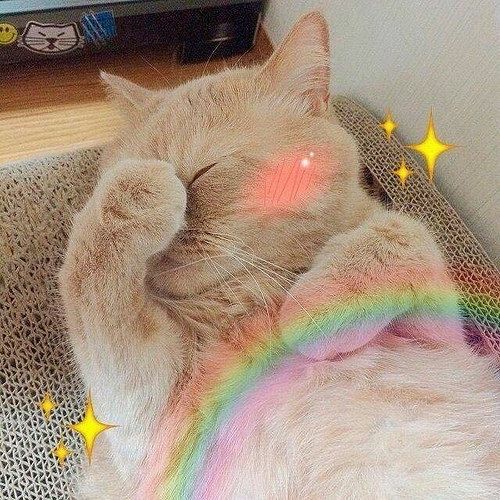 小猫咪表情包 爱你 比心
