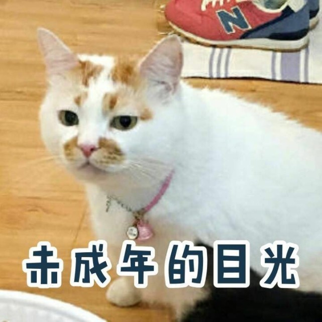 小猫咪表情包 爱你 比心