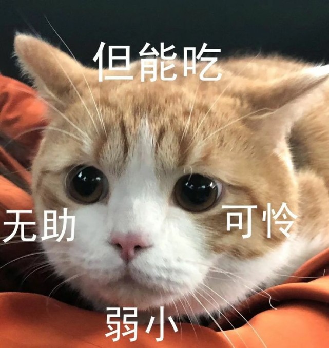 小猫咪表情包 爱你 比心