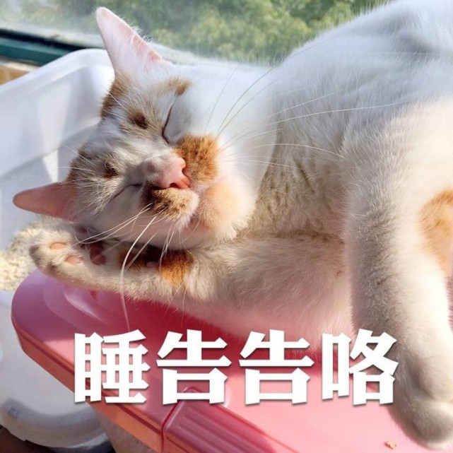 小猫咪表情包 爱你 比心