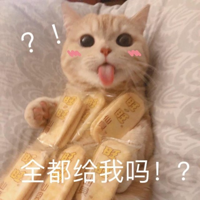 小猫咪表情包 爱你 比心
