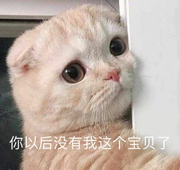 小猫咪表情包 爱你 比心