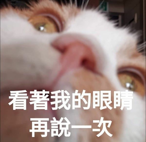 小猫咪表情包 爱你 比心