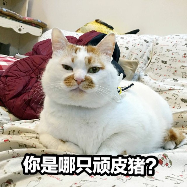 小猫咪表情包 爱你 比心