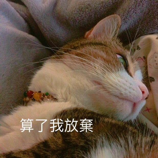 小猫咪表情包 爱你 比心