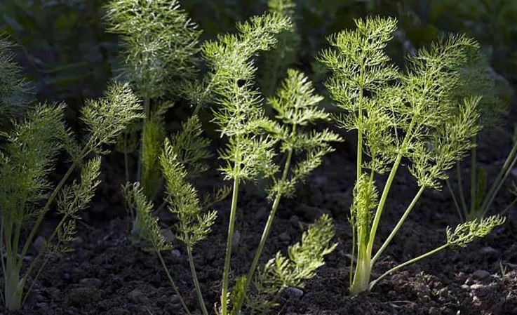 茴香的叶子香味独特且略带甜味,可以为鱼类菜肴增加香味;茴香的种子