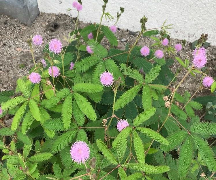 养阳台上容易开花结种的含羞草盆栽,很容易播种繁殖