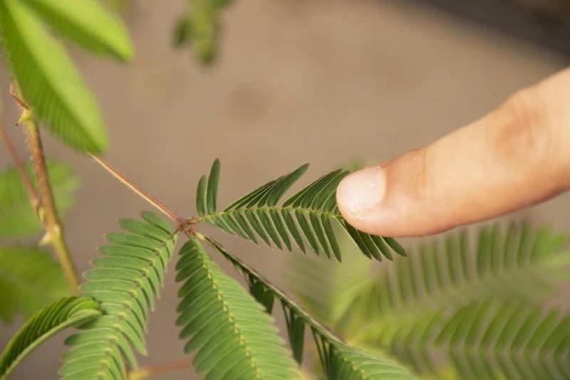 养阳台上容易开花结种的含羞草盆栽,很容易播种繁殖