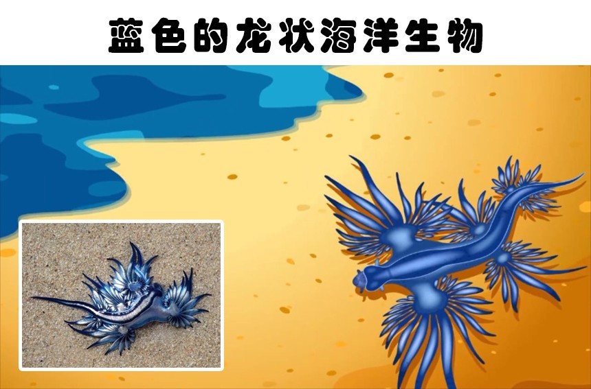 1,蓝色的龙状海洋生物