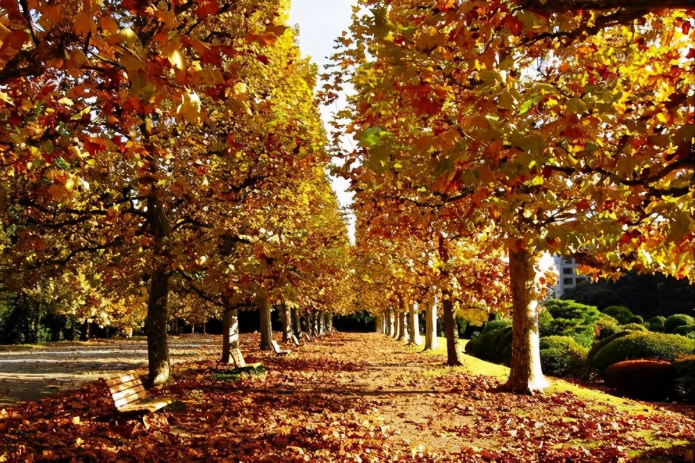 1933年的深秋,法国巴黎街道上的梧桐树已经开始落叶了