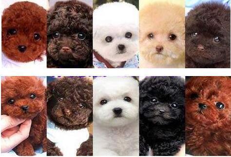 泰迪犬究竟有多少种颜色?