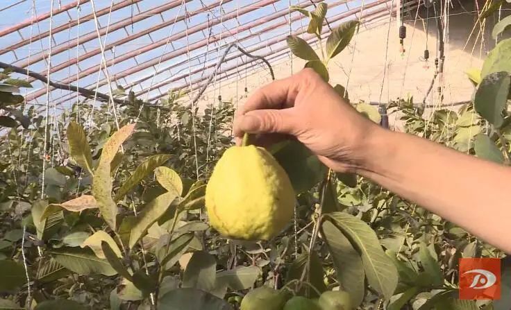 四季梨在敦煌市种植成功