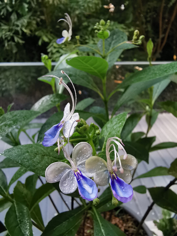 奇异植物欣赏—紫蝶花,花似蝴蝶,姿态优雅,给点阳光就