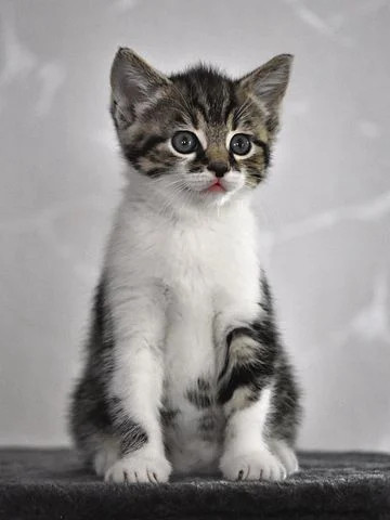 可爱的猫咪萌宠壁纸图片