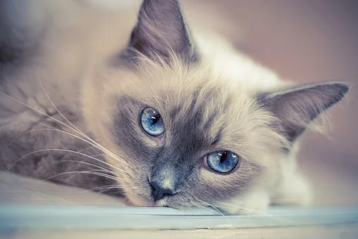 可爱的猫咪萌宠壁纸图片