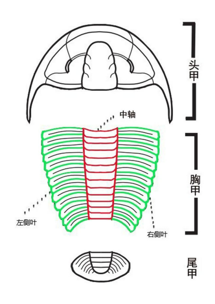 三叶虫结构图