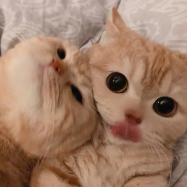 可爱猫咪情侣头像|小爪子抓你