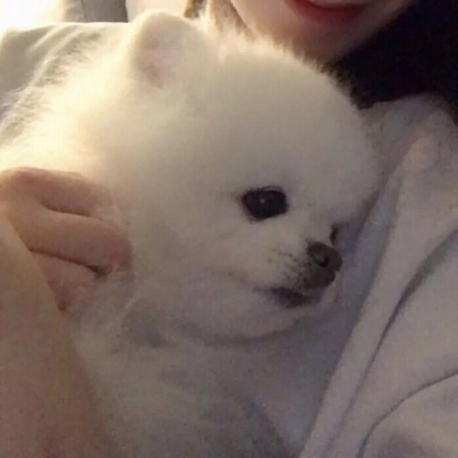 狗狗可爱的微信朋友圈头像来啦!