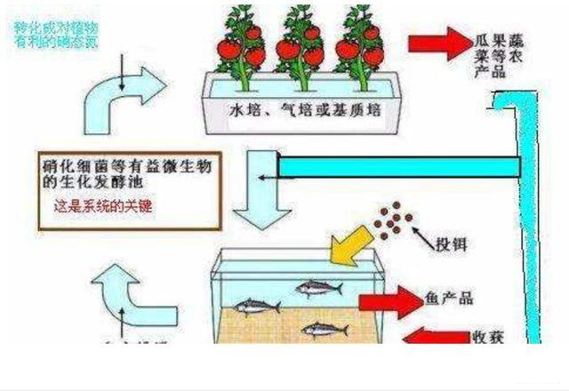 鱼菜共生系统基本结构