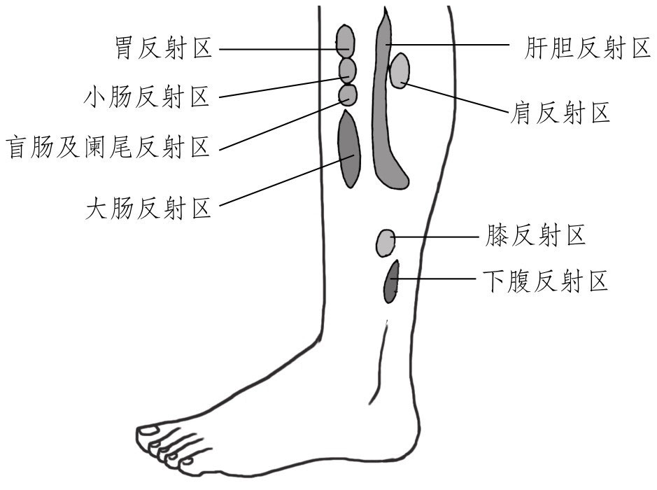 小腿外侧反射区对消化力 最有话语权 一套腿部按揉疗法下来, 消化