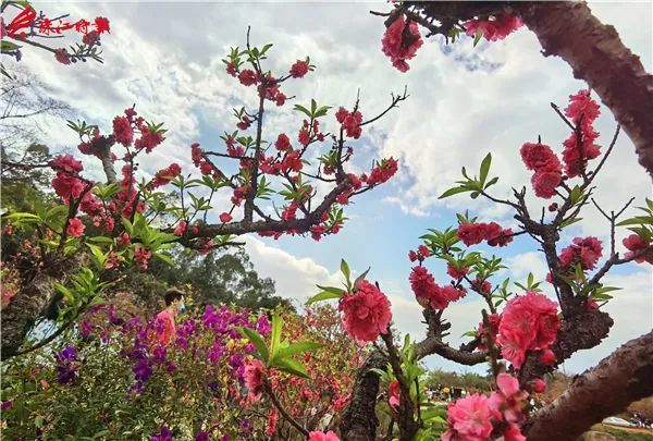 南国桃园桃花令人心醉春节假期景区限流禁止外来车辆进入