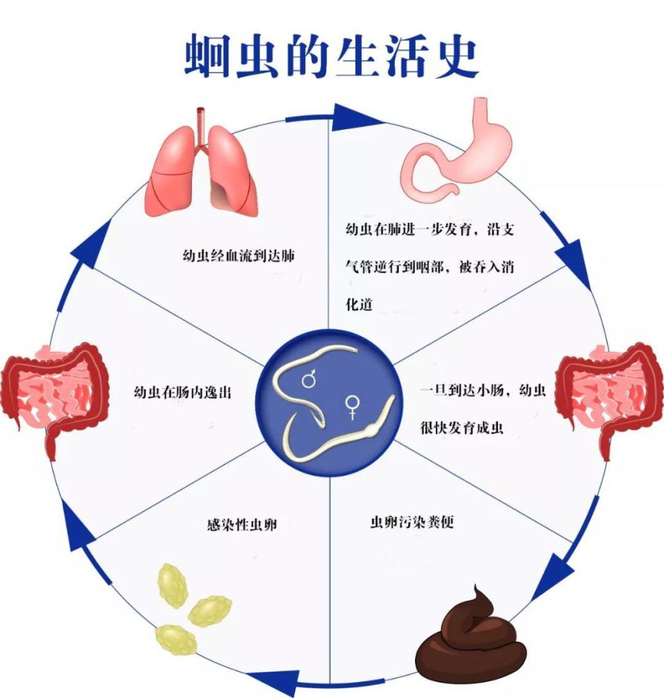 小时候在农村,非常普遍的蛔虫病,为什么现在说没就没了?