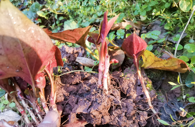 折耳根是云贵川菜系的灵魂,有人却说吃它差点成工伤,你喜欢吗?_腾讯网