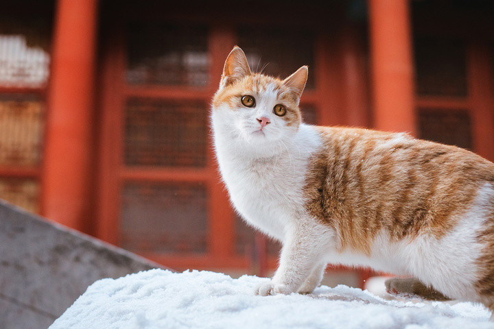 故宫的猫吉祥