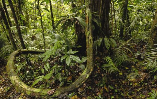 被称"生命禁区"的亚马孙雨林,人类为什么敬而远之
