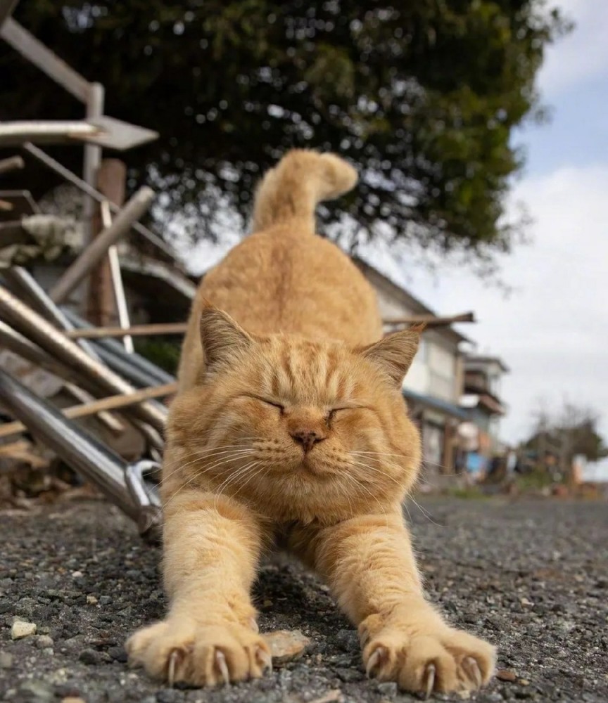 正在伸懒腰的小猫咪