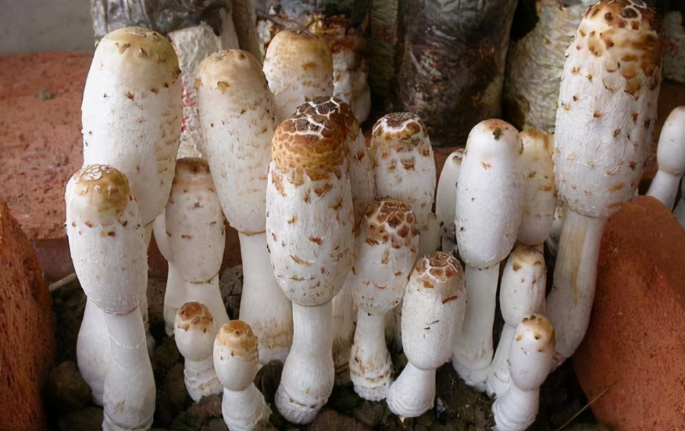 鸡腿菇,世卫组织确认的珍稀食用菌,生活中经常能吃到