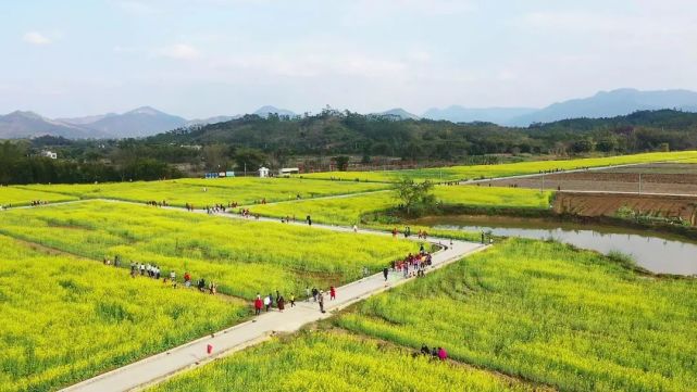 陂面石尾:百亩油菜花开引八方游客来