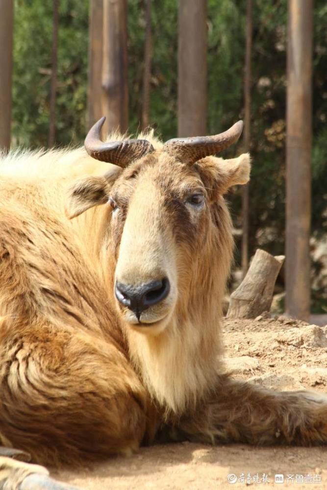 什么气冲天的成语动物_成语故事图片(2)