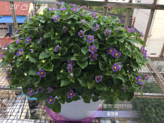 新型室内盆栽绿植紫芳草叶绿花美芳香扑鼻花期跨三季