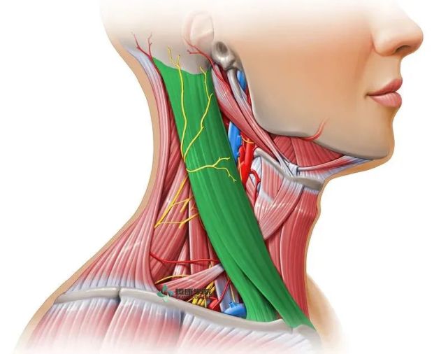 头面部疼痛关键肌—胸锁乳突肌