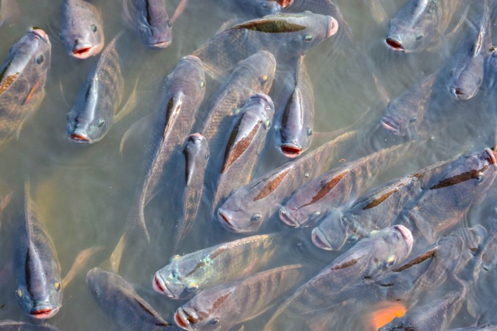 非洲鲫鱼侵入珠江口,3个月就能繁殖,本土鱼被逼入"绝境"?