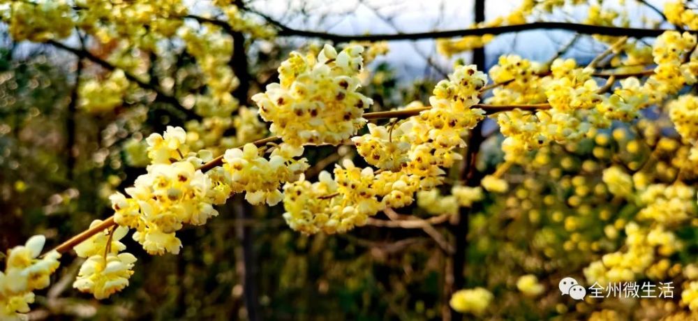 走游全州黄花岭上木姜子花满径妍