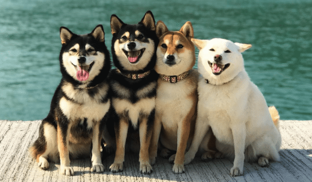 除了柴犬外,市场上有两种狗狗的模样跟柴犬很相似,分别是豆柴跟秋田犬