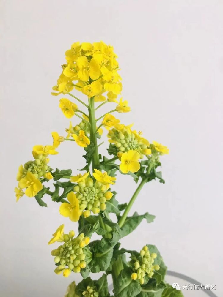 奶奶的白菜花